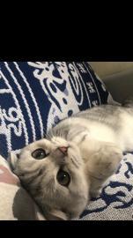 汤圆小公主找一枚男朋友