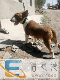 牛头梗超级种公对外借配