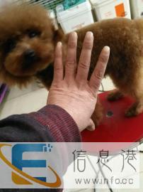 纯种茶杯体泰迪配种