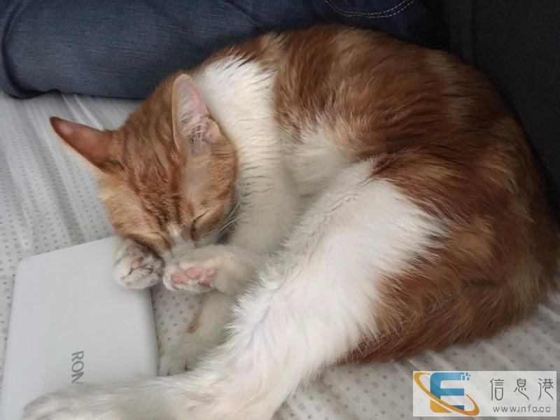 橘猫找个男朋友