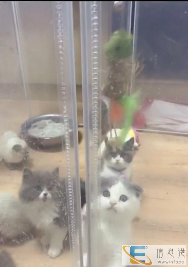 蓝白宝贝们便宜出售了