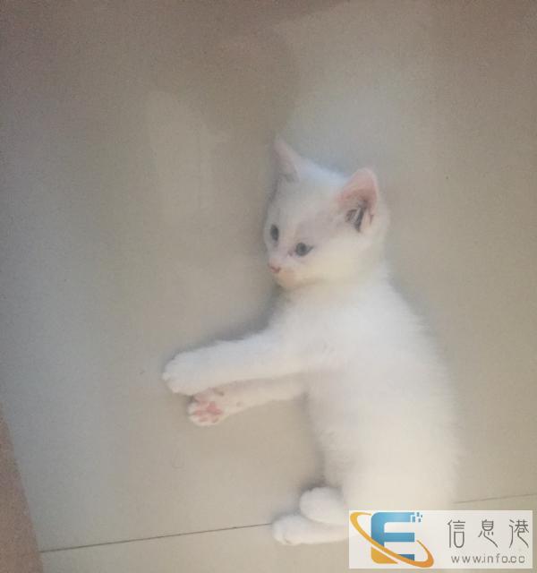 幼猫出售200一只