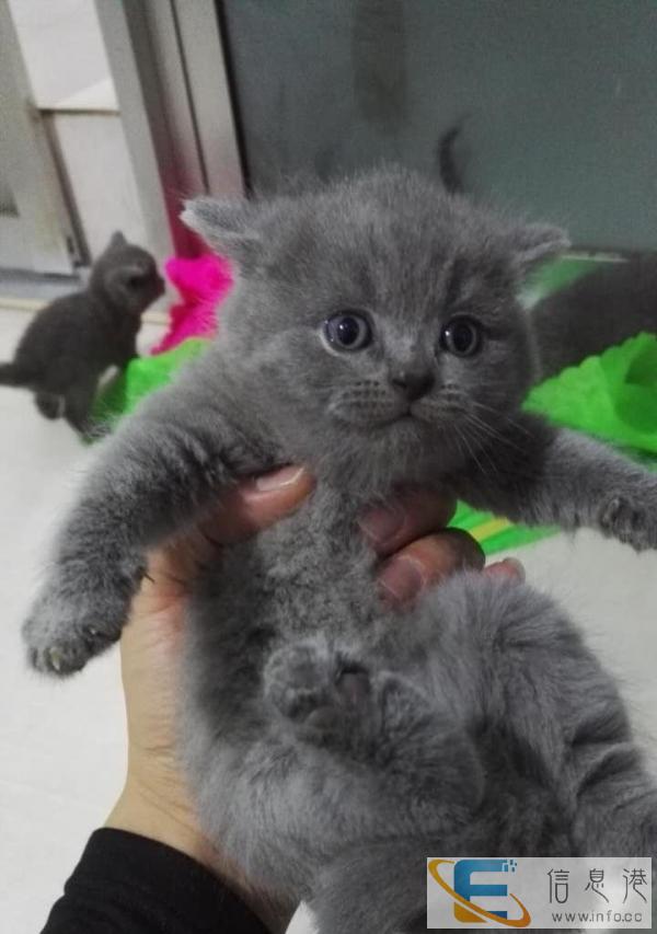 可爱小懒猫出售