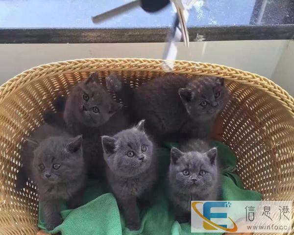 英国蓝猫出售