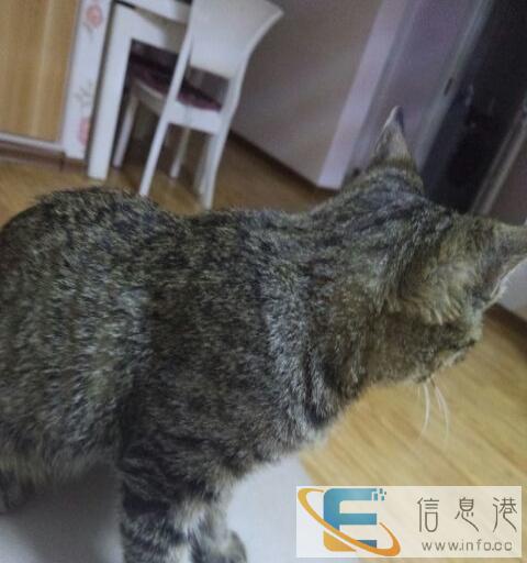 出售三个月纯种狸花猫价格可谈