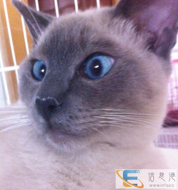 暹罗种公 对外借配