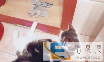 脸蛋超萌,传说中的网红猫