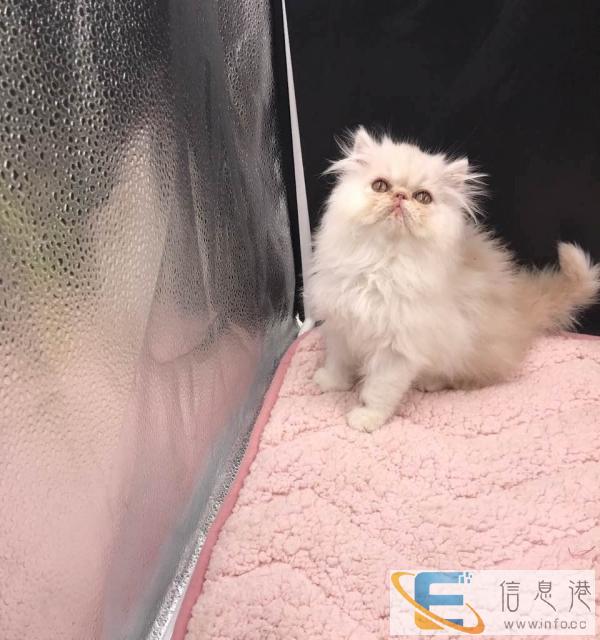 特价两个月加菲宝宝