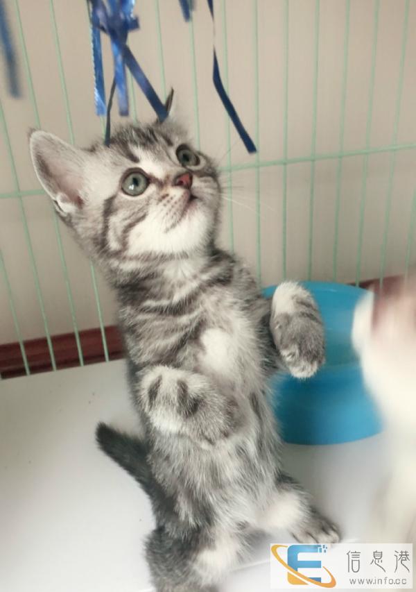 美短标斑 加白均有 特价