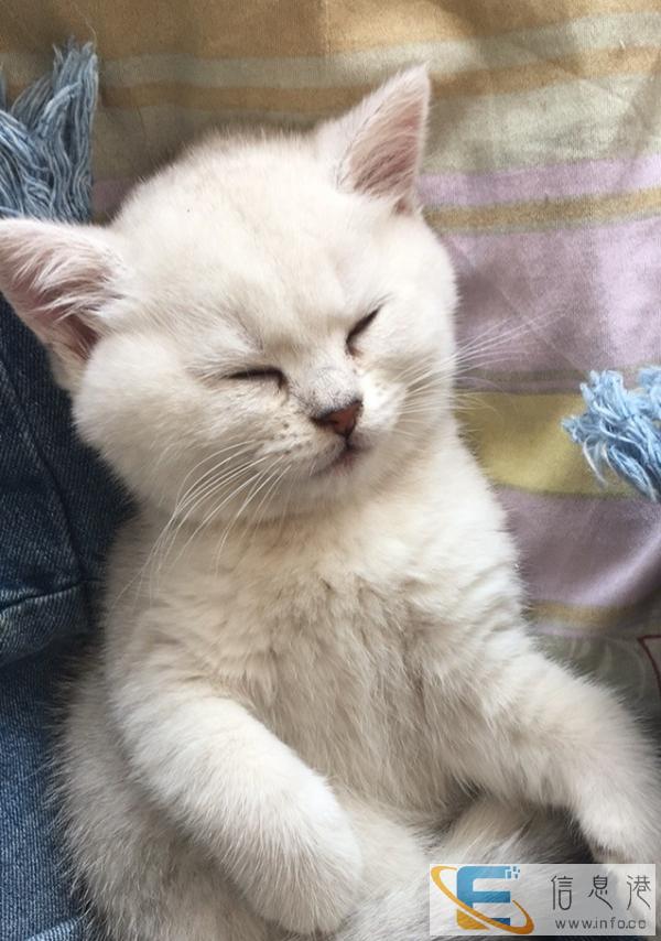 英短渐层公母都有