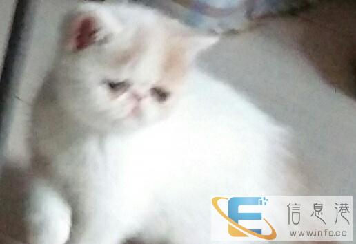 双血统加菲DDMM找新家