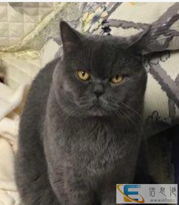 纯种英短蓝猫对外借配