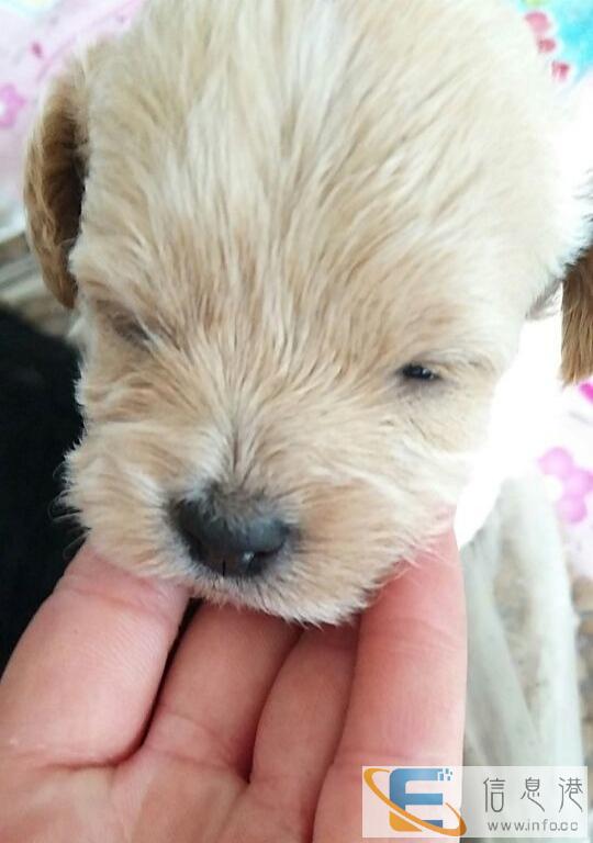 赠送两只小狗崽