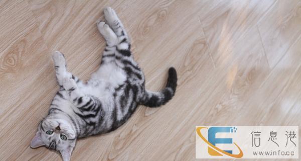 75天美国短毛猫幼猫一公一母 1600元/只