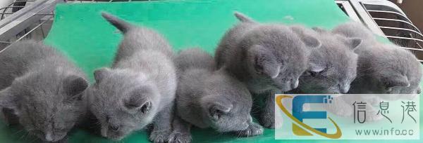 英短蓝猫两窝可以上门看猫