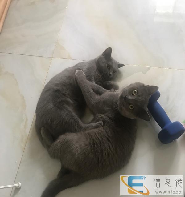 低价两只英短蓝猫,一公一母