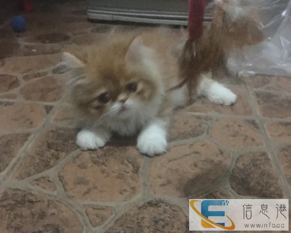 两个月大的长毛加菲