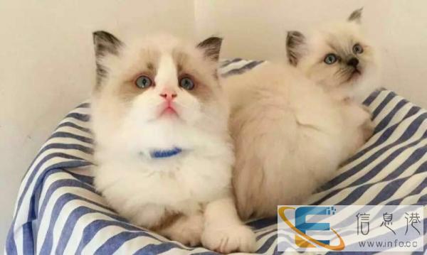 出售高贵纯种布偶猫 纯种猫 宝宝 不挑食乖巧活泼