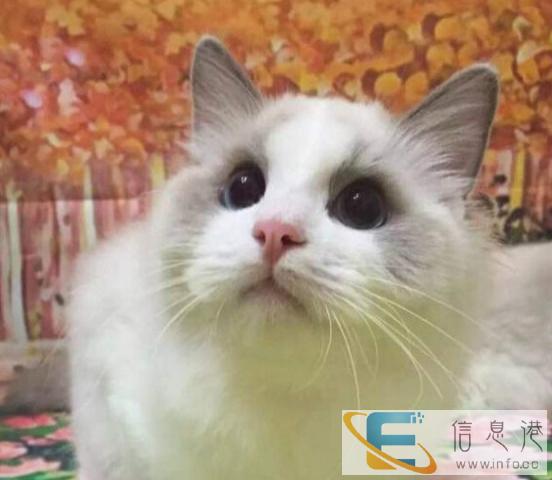 出售品相漂亮性格非常黏人高贵漂亮布偶猫