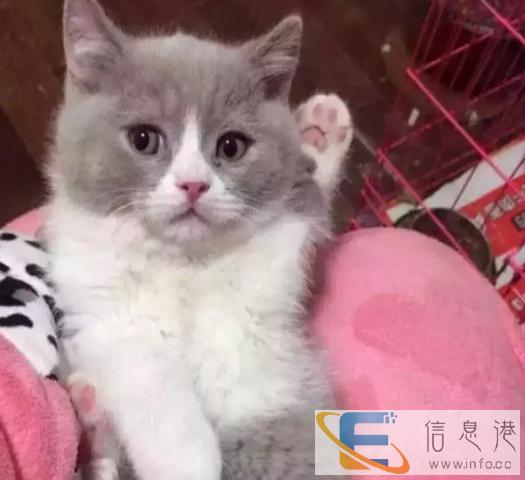 猫咪宝贝常年出售加菲猫,异短,美短,波斯猫,英短蓝猫