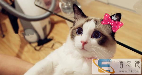 品质保障 诚信服务 专营蓝猫 布偶 金吉拉 英美短等