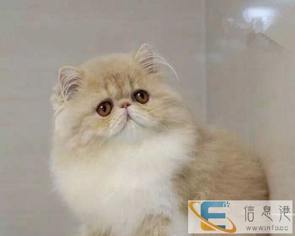 精品猫舍值得信赖的购宠平台 英美短 布偶 金吉拉等