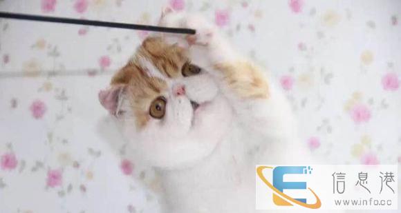 我们只繁育能给您带来快乐的小天使 蓝猫 布偶 金吉拉