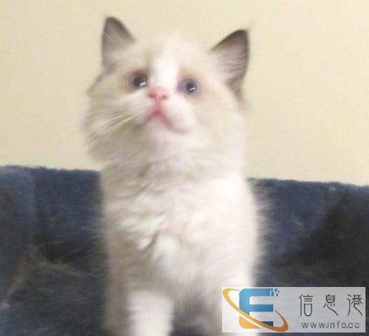 纯种布偶猫出售活体宠物猫咪、欢迎上门选购