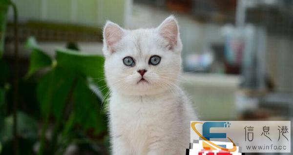 英短渐层弟弟妹妹