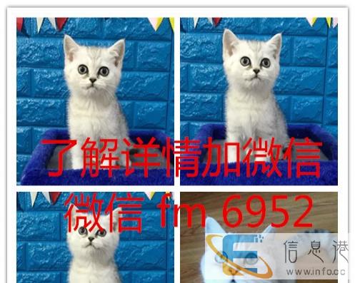 英国短毛猫银渐层立耳活体幼猫健康