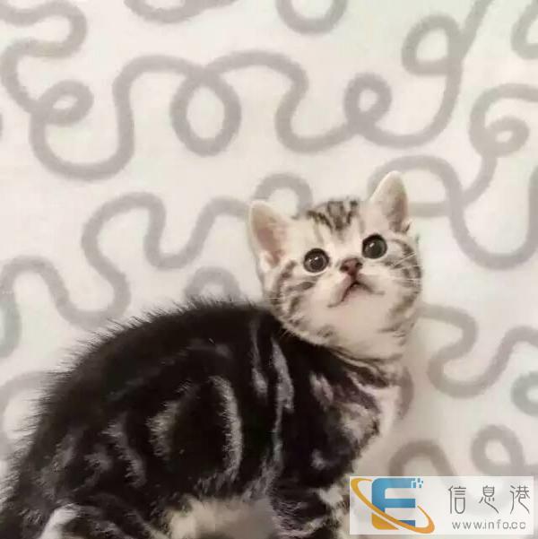 泼可爱虎斑猫有售后保障