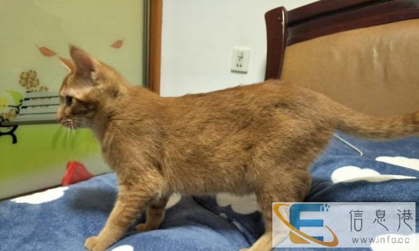 赠送一只小母猫,会自己用猫砂