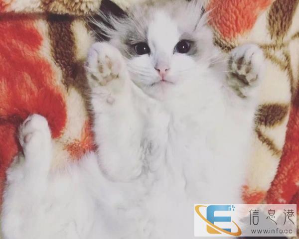 布偶猫 海豹双色 蓝双色驱虫防疫齐全