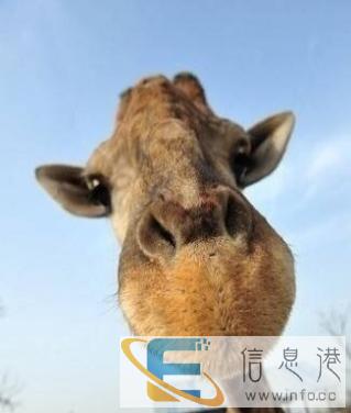 求赠送一只宠物狗