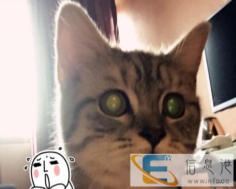 出售虎斑猫一只