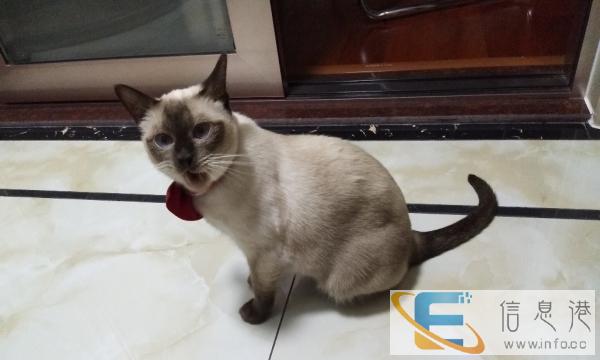 家养暹罗找老公