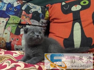 出售自家小蓝猫,英短蓝猫,品相非常的好