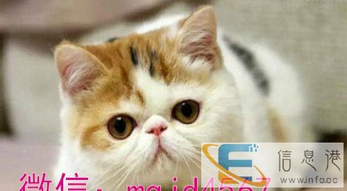 三花加菲猫 蓝猫正八开脸实拍照 可送货外地