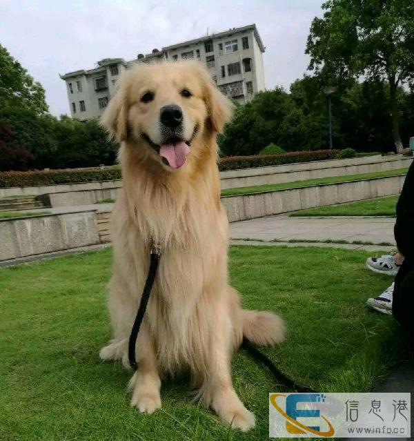 公金毛找母金毛配种