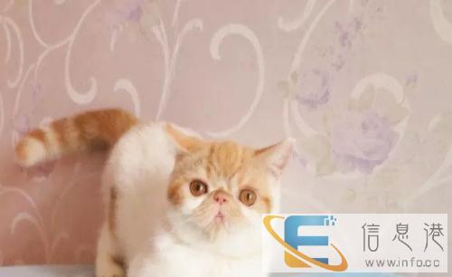 赛级品相毛茸茸 英国短毛猫/蓝猫 公母均有 幼猫