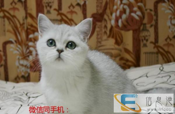 猫舍直销纯种家养幼猫 银渐层 渐层折耳,包售后包健康