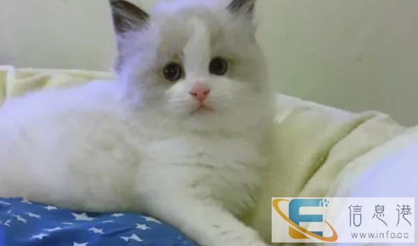 布偶猫售后完美精品包纯种保健康