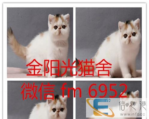 猫舍繁育级赛级名猫 金吉拉 英短 美短 加菲