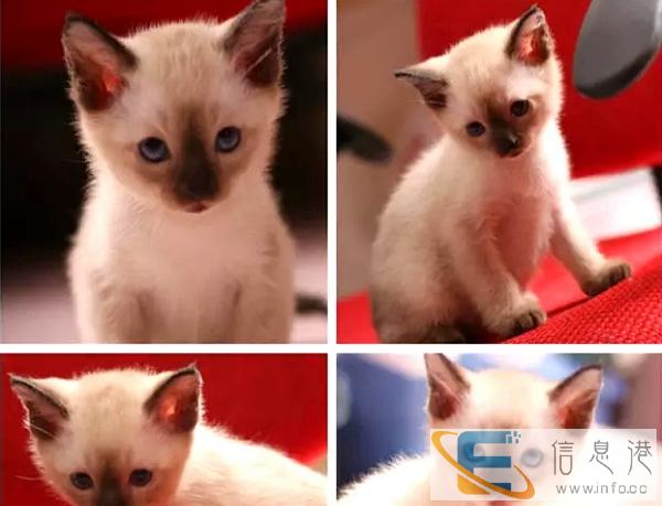 纯种英暹罗猫 蓝白双色 疫苗驱虫已做 保健康