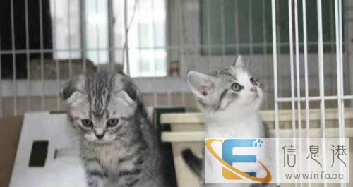 萌萌哒折耳猫找新家啦、靠谱家长速来挑选