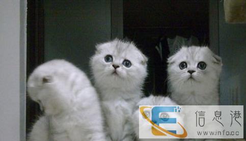 出售呆萌性格乖巧苏格兰折耳幼猫 大眼睛圆脑袋