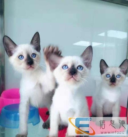 高品质蓝眼睛暹罗猫低价出售