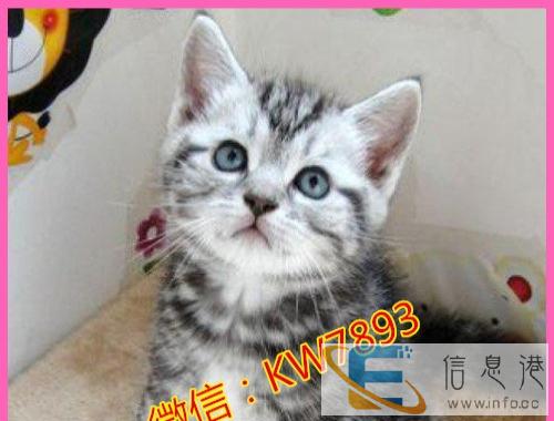 出售纯家庭繁殖纯种英短渐层 短毛猫 无病无癣包健康
