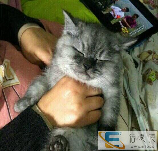 赠送可爱小猫咪