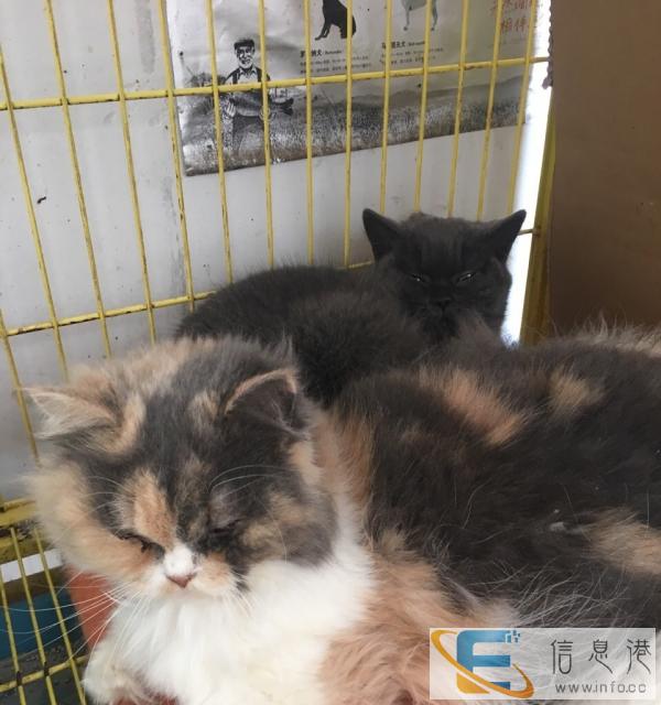 名猫对外出售各个品种幼猫